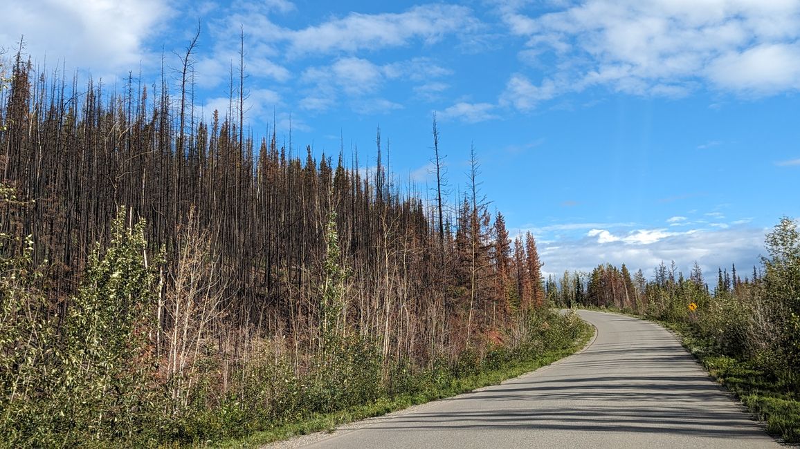 Überbleibsel eines Waldbrandes