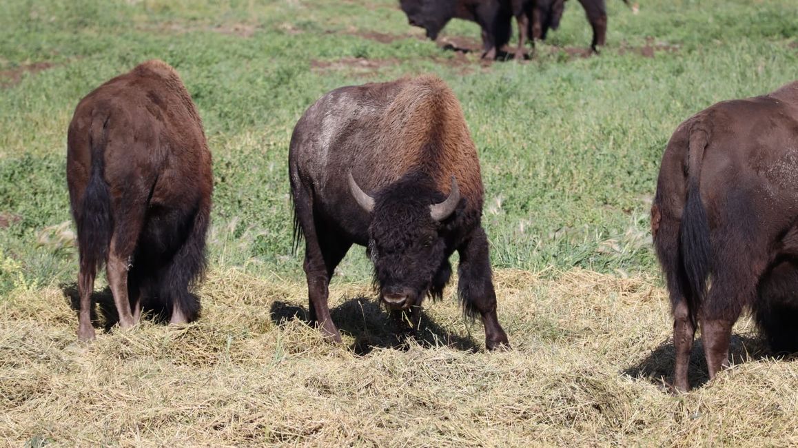Bison