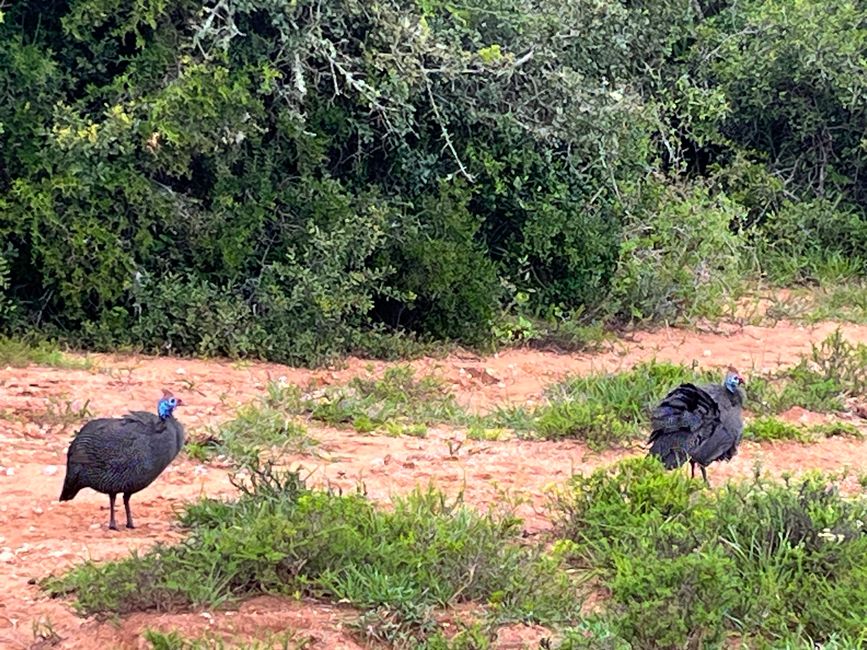 Addo Elephant Park