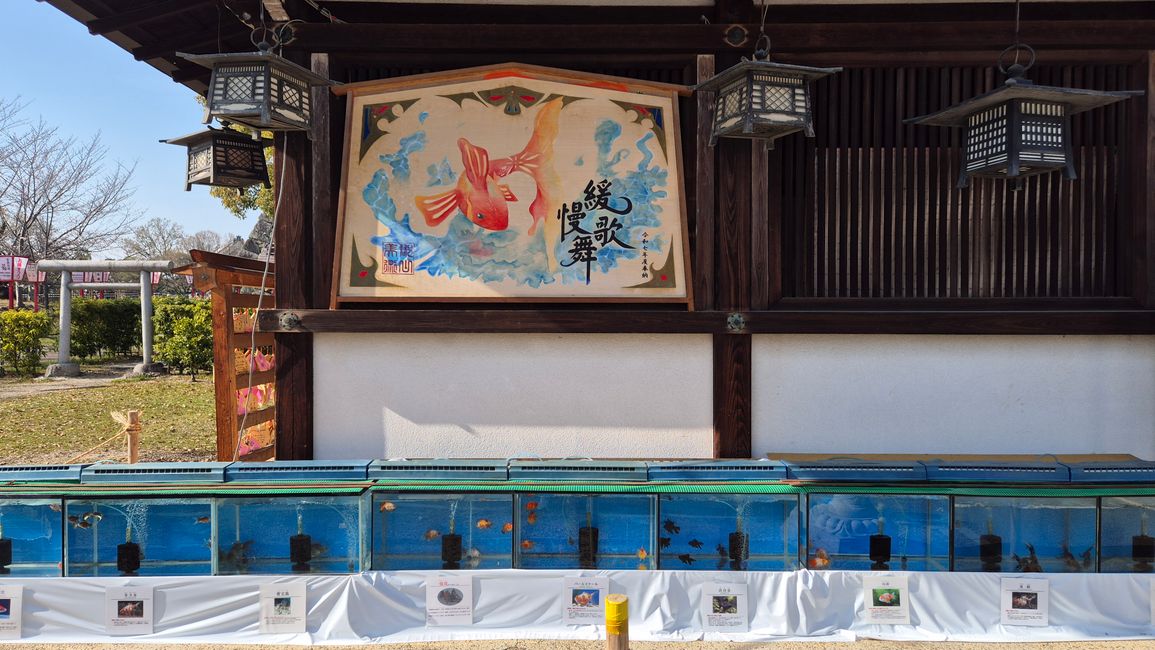 Heute in der Goldfischstadt Yamatokoriyama.