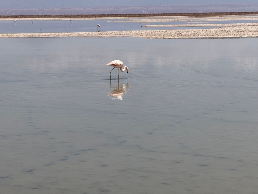 Laguna Chaxa