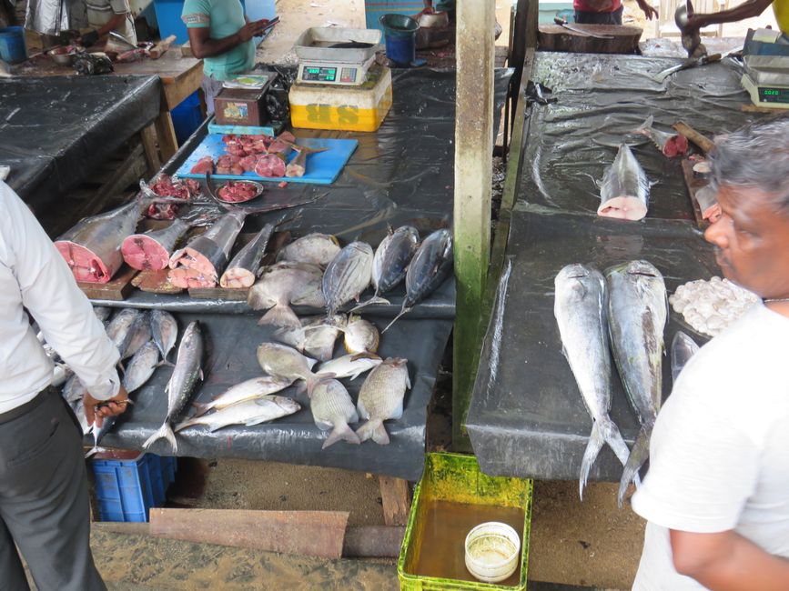Matara - Mauvais temps, pas de baleines, mais des Salties (crocodiles d'eau salée)