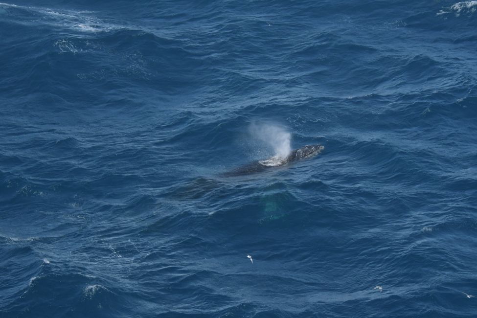 Buckelwal ( Humpback whale