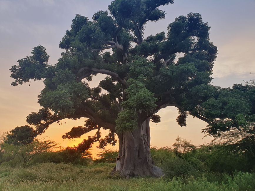 Der heilige Baobab