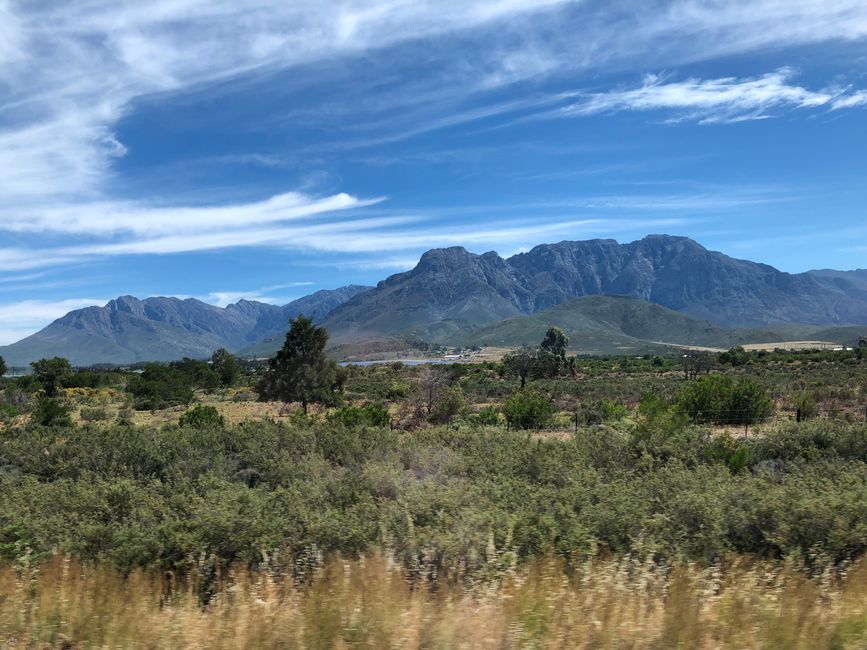 #3 - Ciudad del Cabo - Safari - Los Grandes Cinco