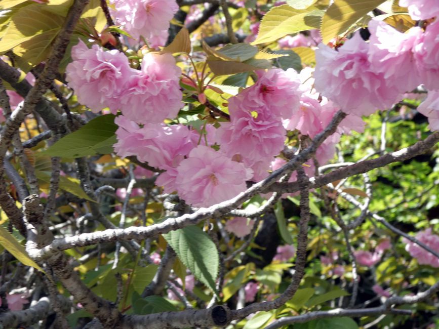 letzte, japanische Kirschblüten