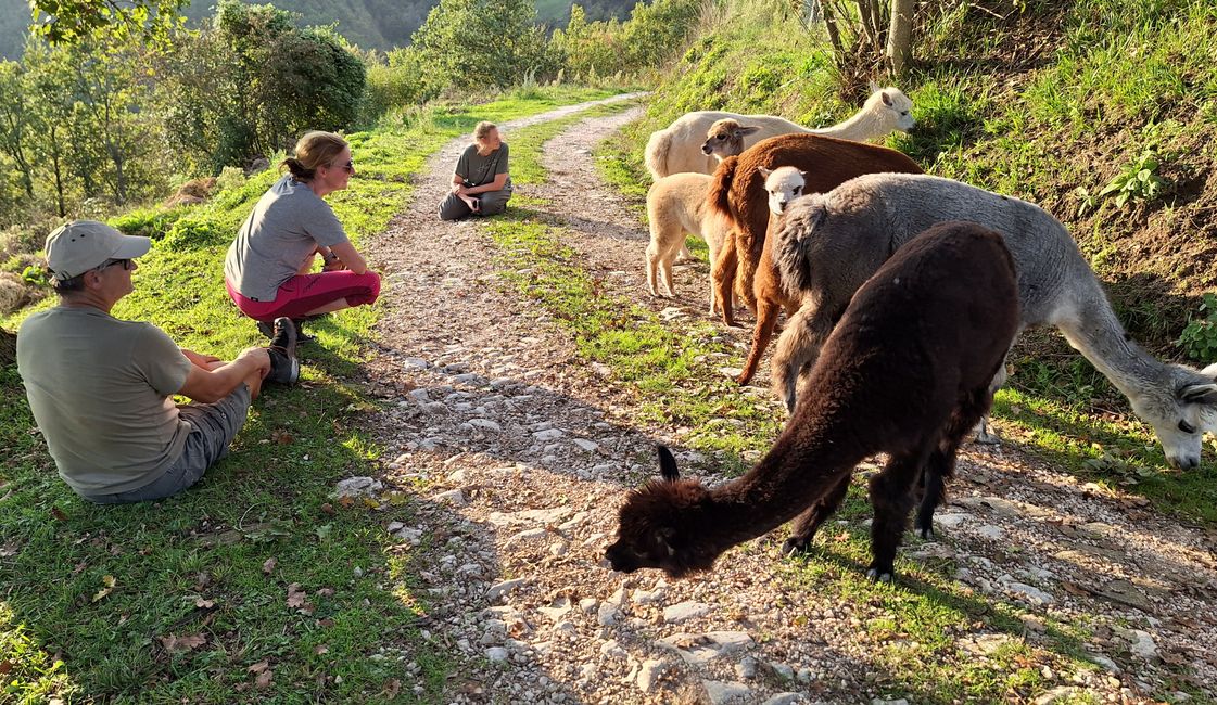 4 días de cosecha están en los huesos