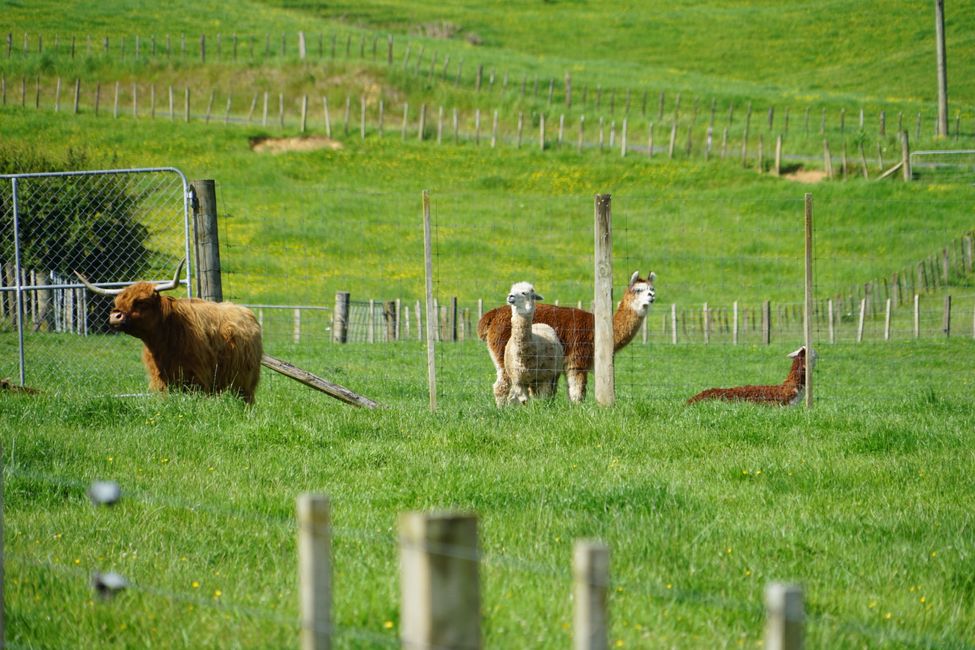 Ōtorohanga - Kawhia