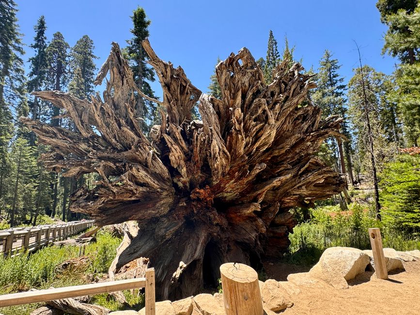 California Tunnel Tree