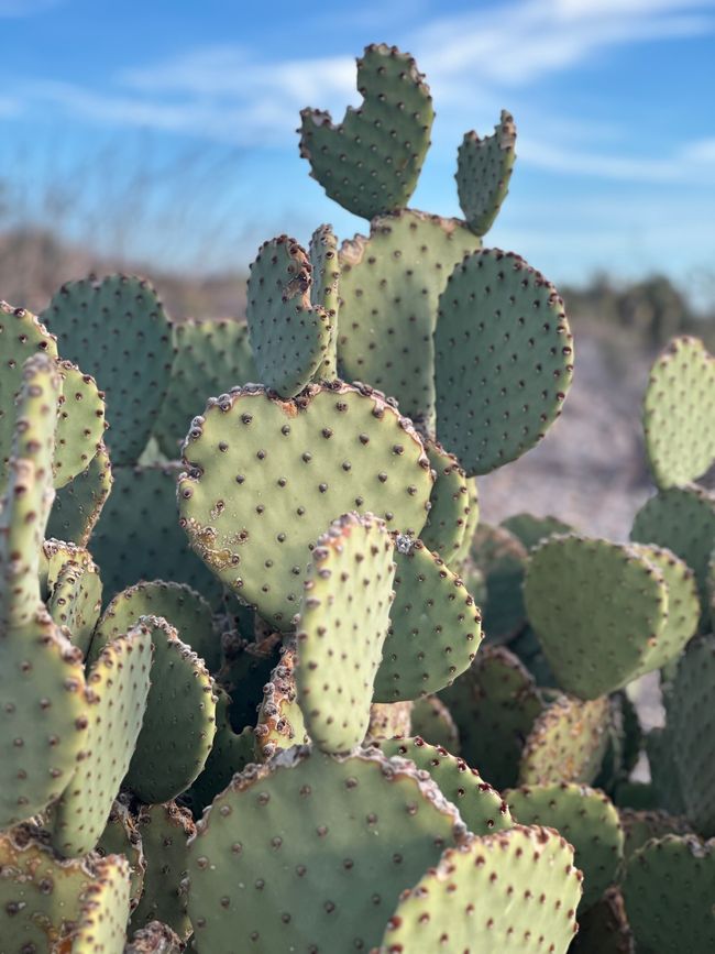 Big Bend Nationalpark