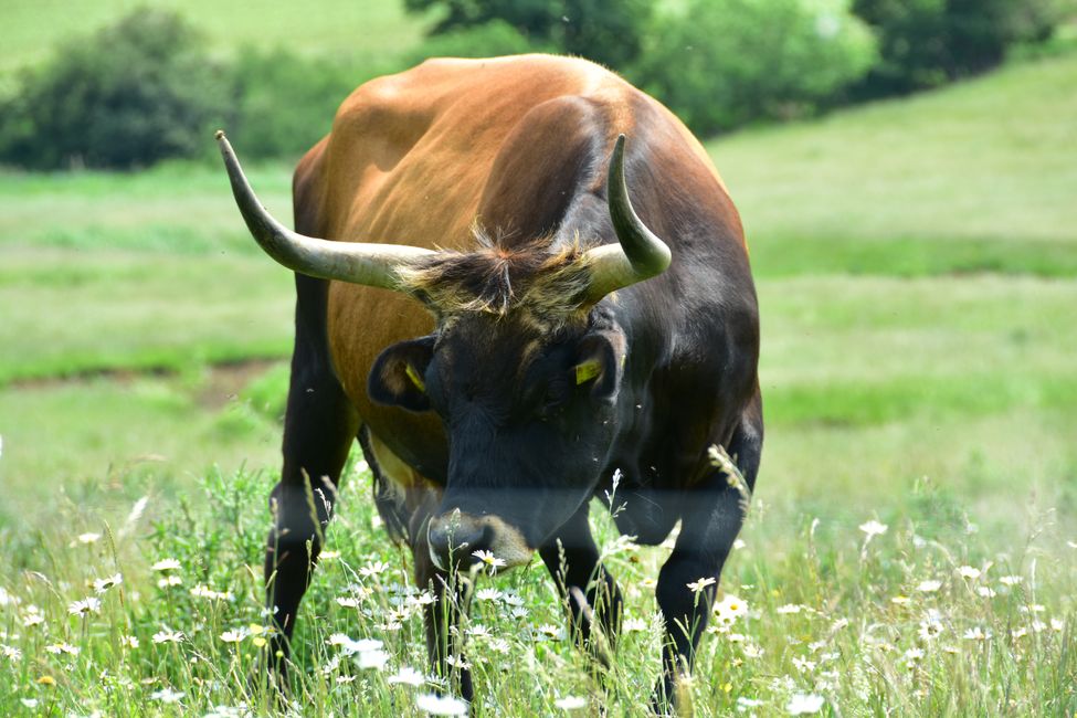 * * * S E C H T A S A F A R I - der Auerochsenweg
bei Bopfingen * * *