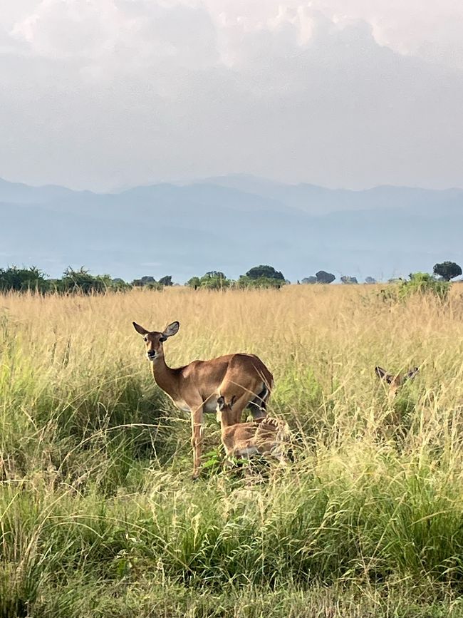 Queen Elizabeth Nationalpark