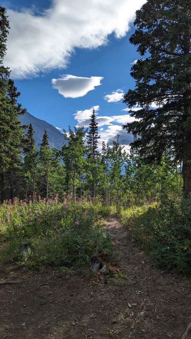 Tag 27: Bärenshow & fantastische Bergwelten - zurück nach Yukon/Kanada