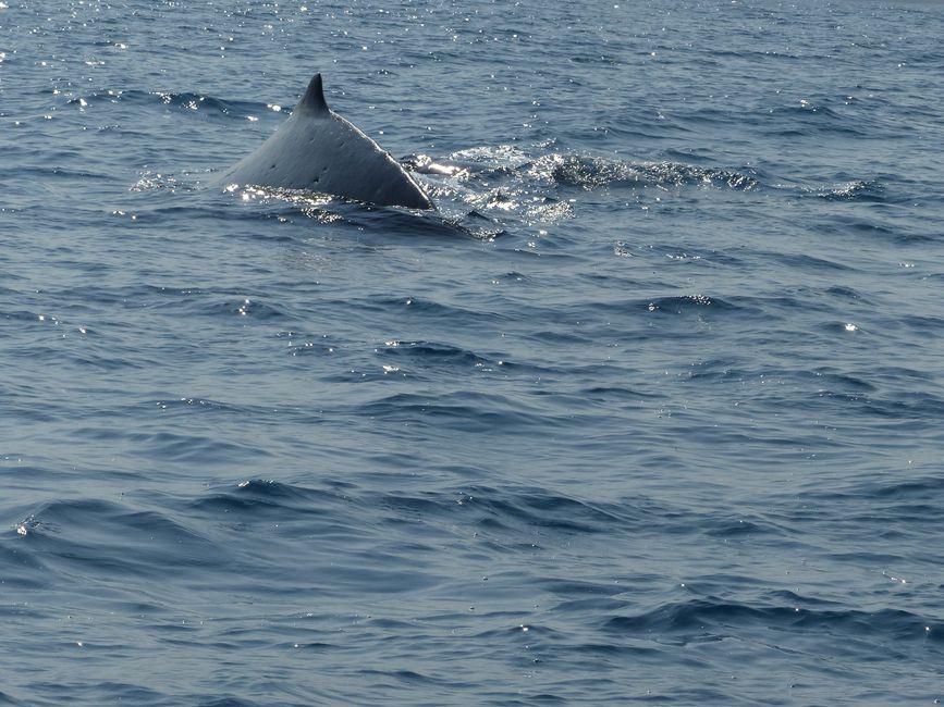 Brasil, Observación de Ballenas