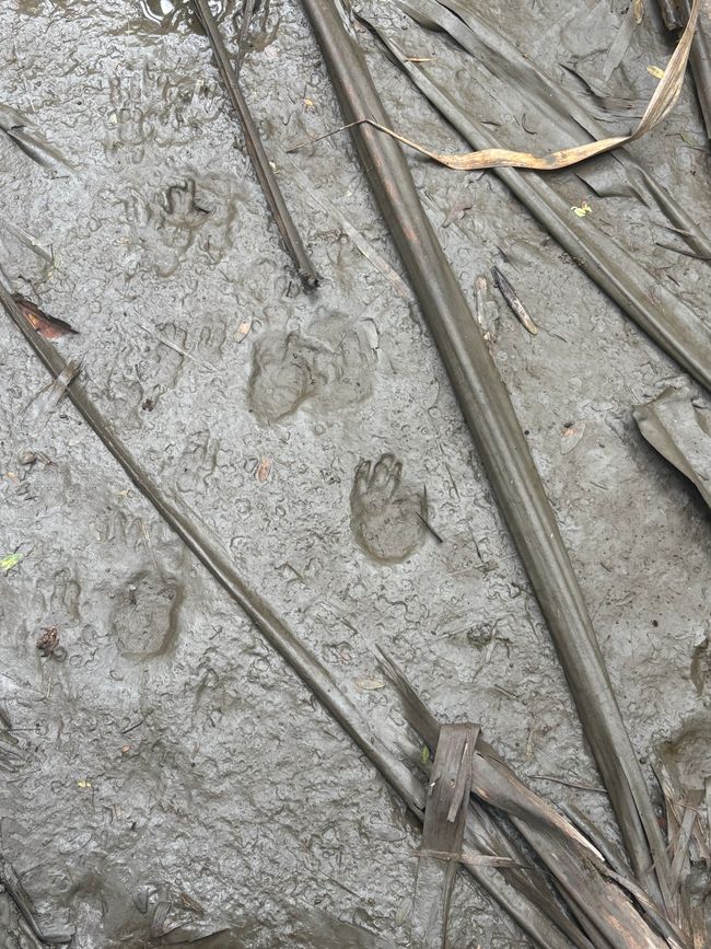 Wir haben kein Tapir gesehen, aber sie schienen immer in der Nähe zu sein und die gleichen Wege wie wir zu benutzen