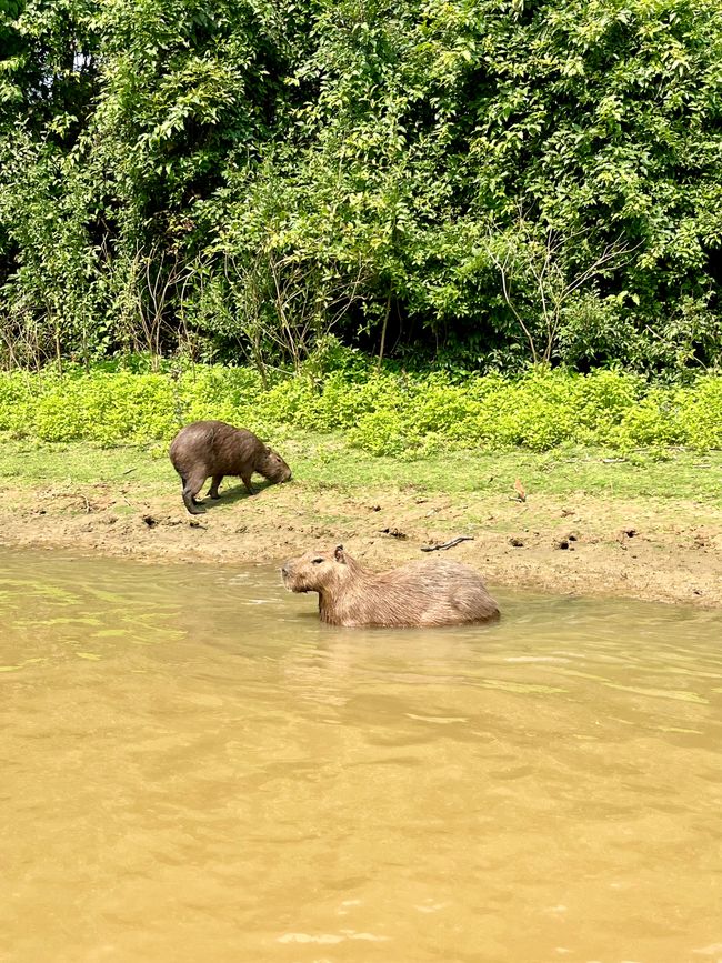 Capibaras descansando en la orilla 