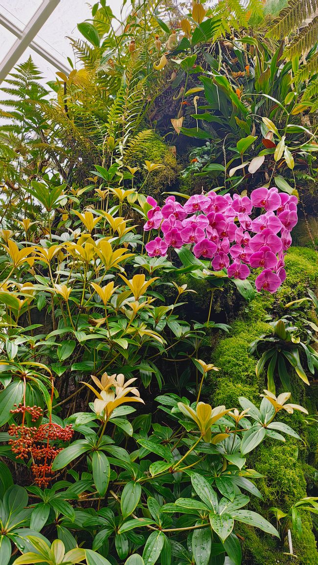 National Orchid Garden im SBG