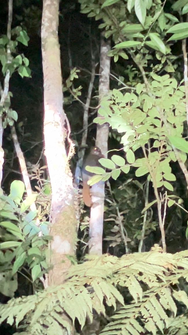 Maravilla de la naturaleza - Parque Nacional Andasibe