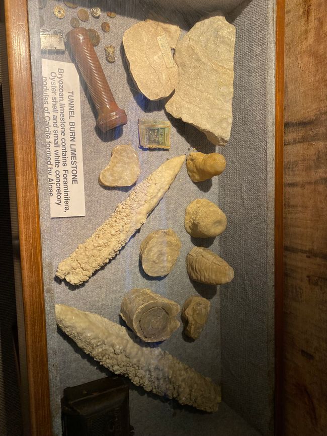 Among the glowing glowworms