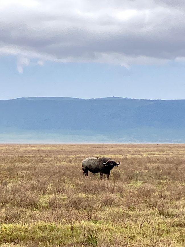 Il Cratere di Ngorongoro