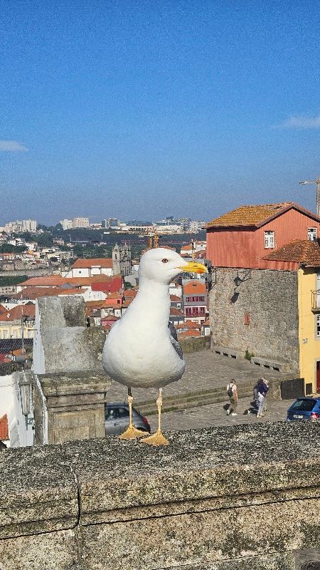 Etiqueta 2 - Oporto / Baiona