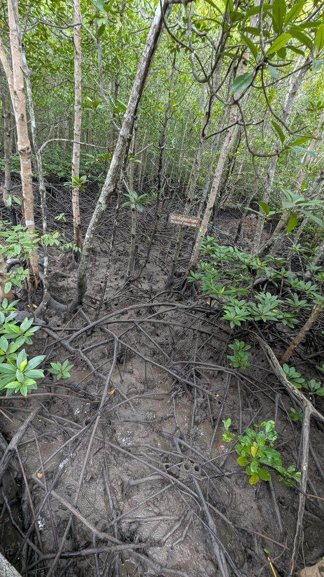 Mangrovensumpf