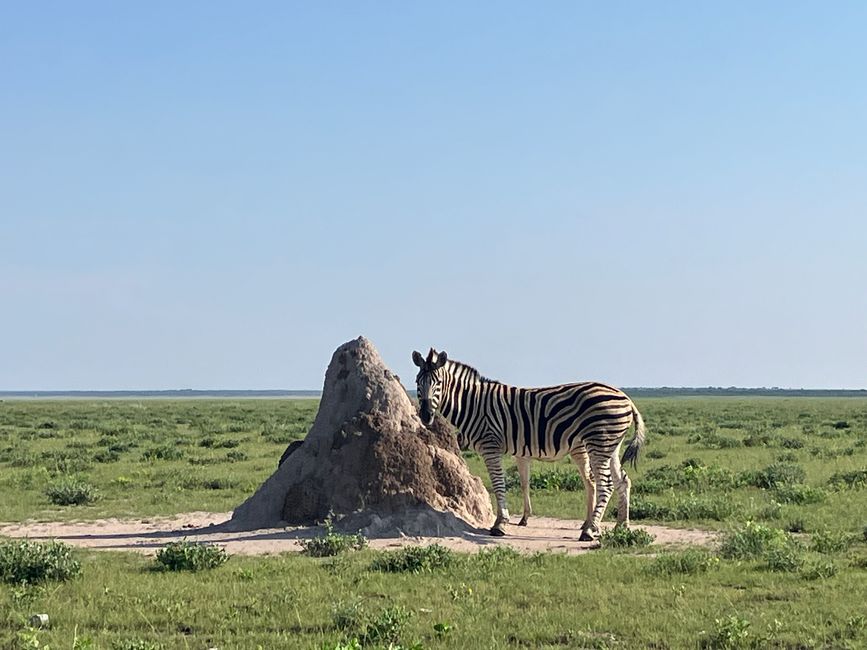 El Parque Nacional Etosha