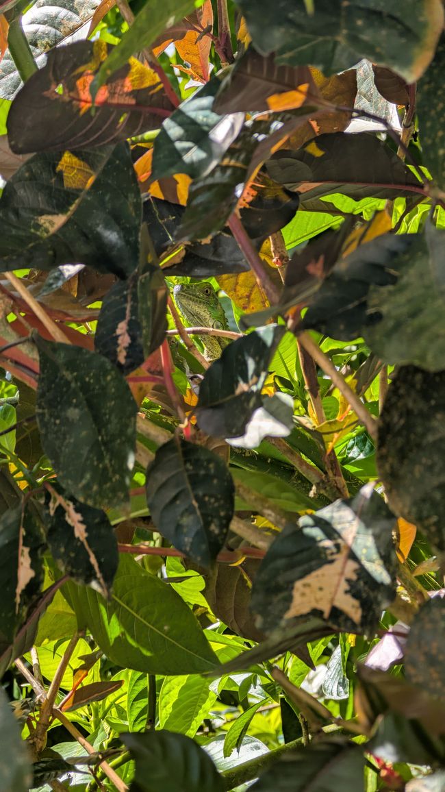 Sarapiquí