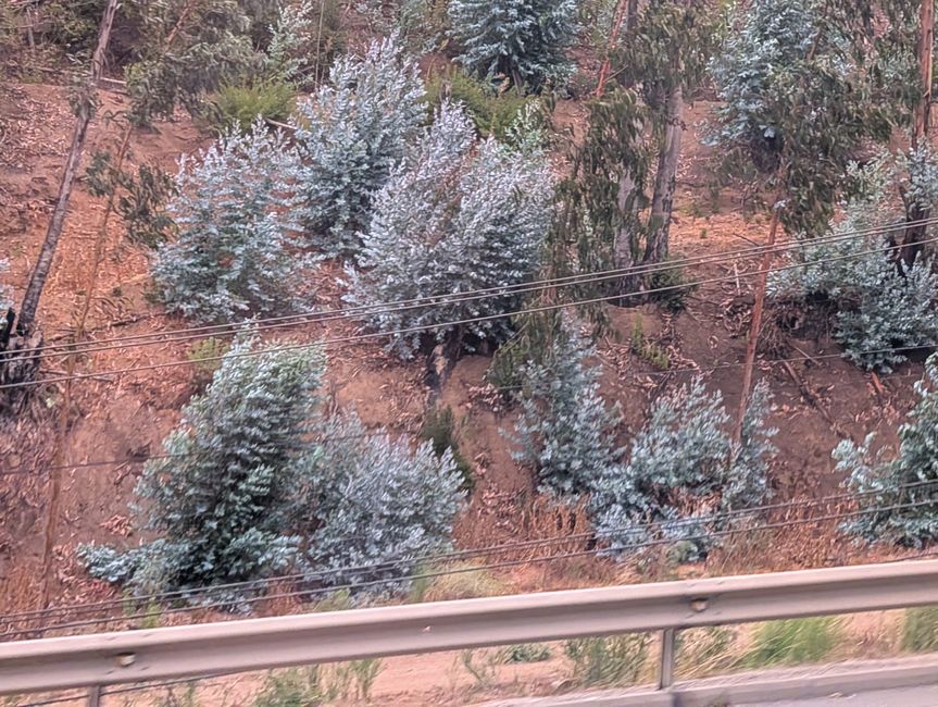 Eucalyptus