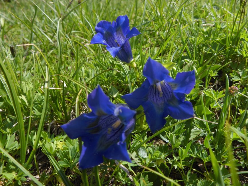 Überall bunte Blumen 