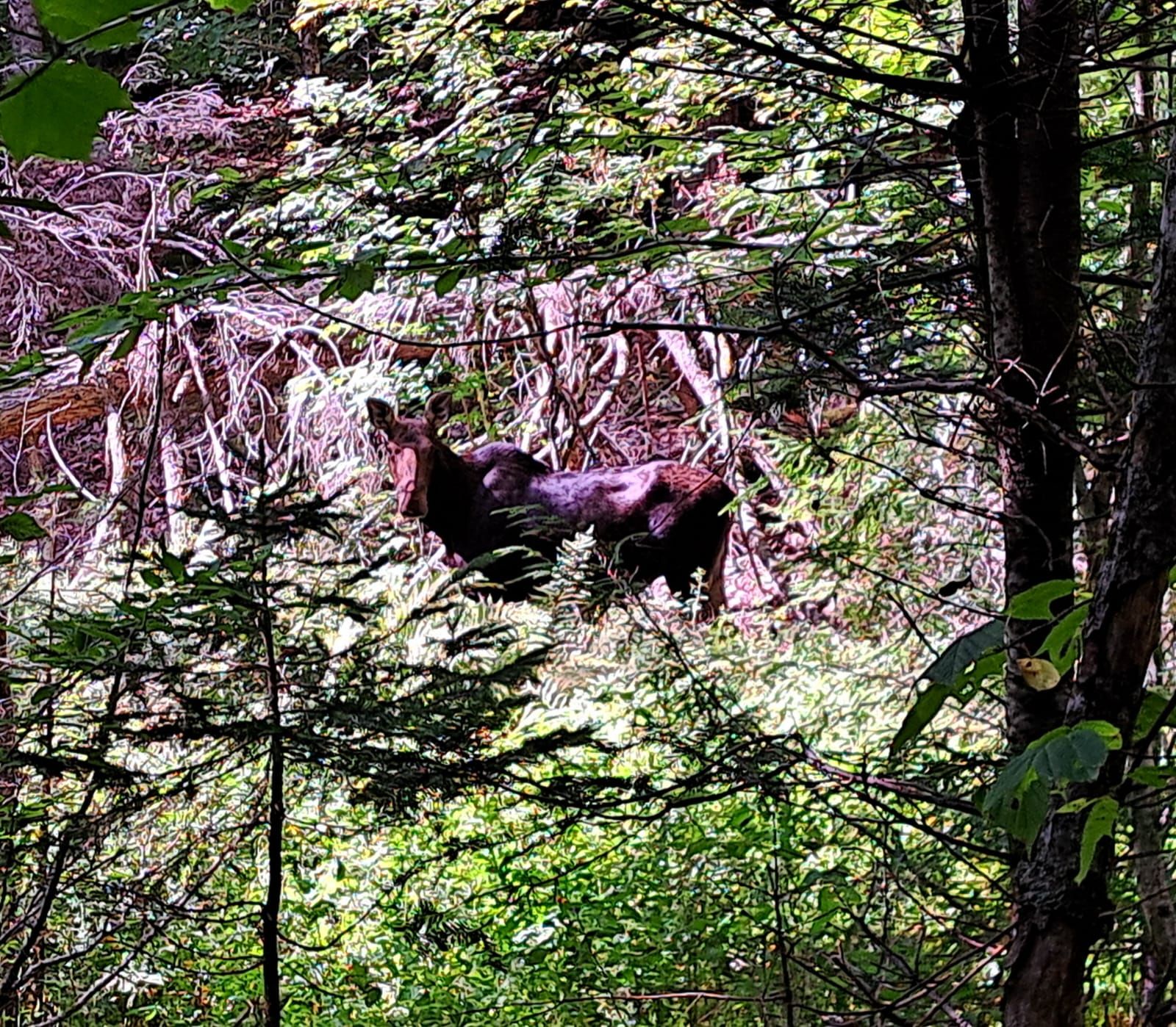 Mama Moose