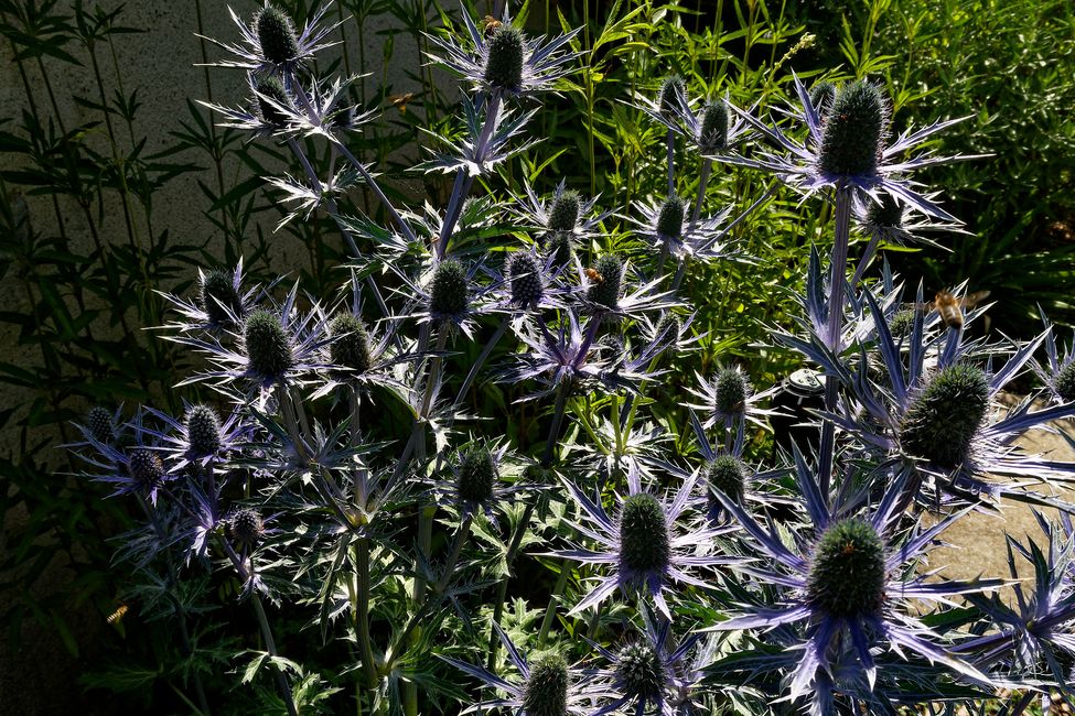 Parc Floral de La Source