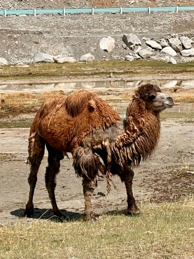 Tashkurgan تاشقورغان بازىرى / Sarikol تاشقۈرغان بۇزۇر / Shitoucheng 石頭城