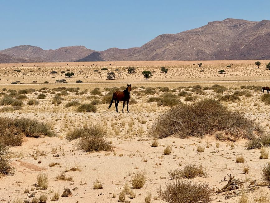Chevaux sauvages 🐎/ Wild horses 🐎