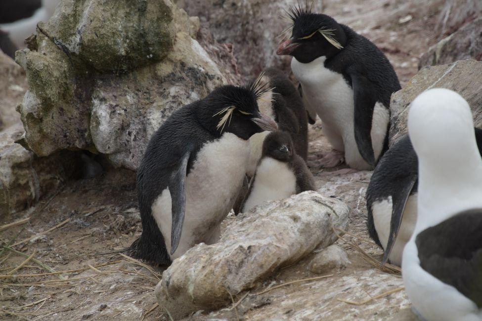 Felsenpinguine / Rockhopper penguins