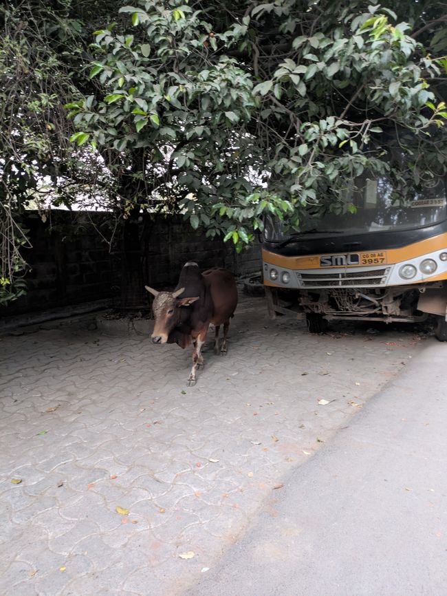Bulle & Bus