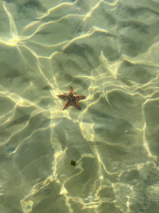 Tag 16 - Phu Quoc: Tierische Higloghts und glitzerndes Einhorn