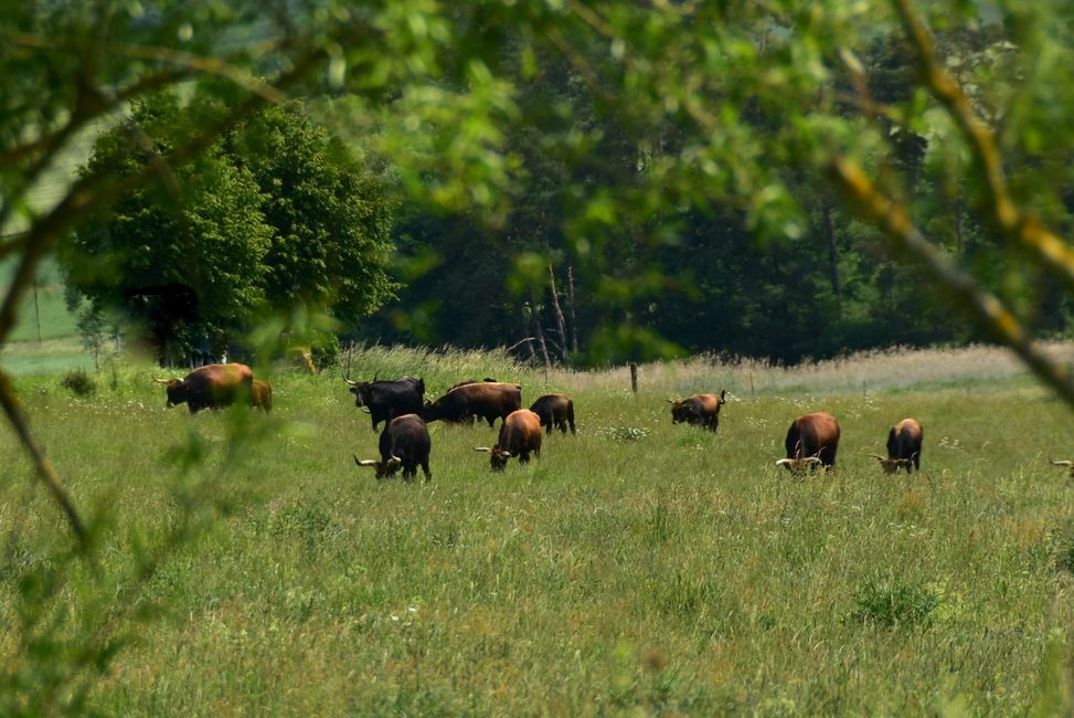 * * * S E C H T A S A F A R I - der Auerochsenweg
bei Bopfingen * * *