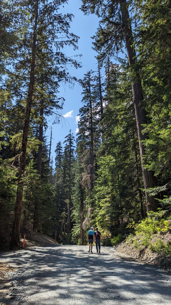 Upper Myra Falls Trail