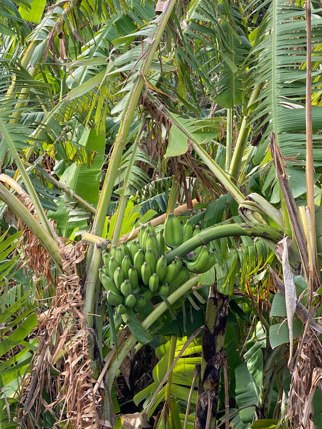 Bananen sind hier kleiner. Aber feiner, sagen die Insulaner