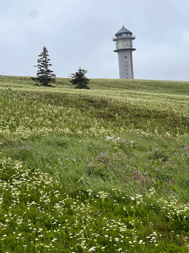 26 Feldbergsteig Escursione Pro Wolermoos