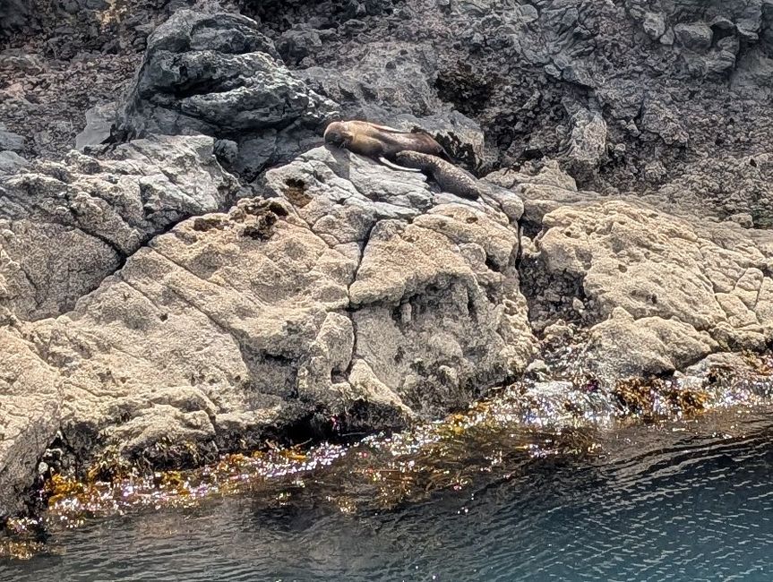 Foca neozelandese con cuccioli 