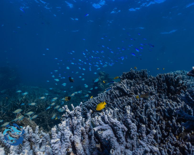 Snorkeling