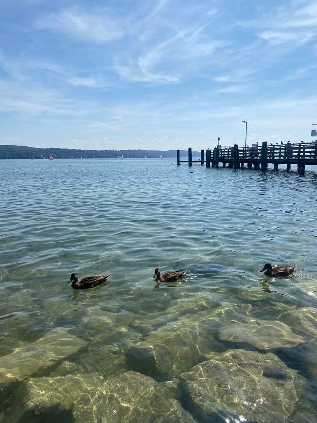 📍Lago Starnberger, Baviera