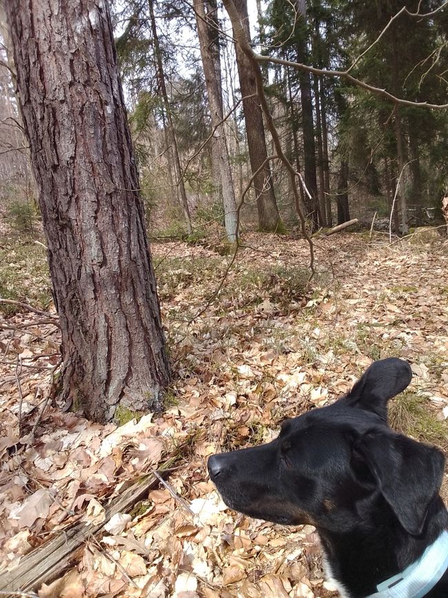Zeitreise ins Holz, oder wie uns die Alten beschenken wollten 
