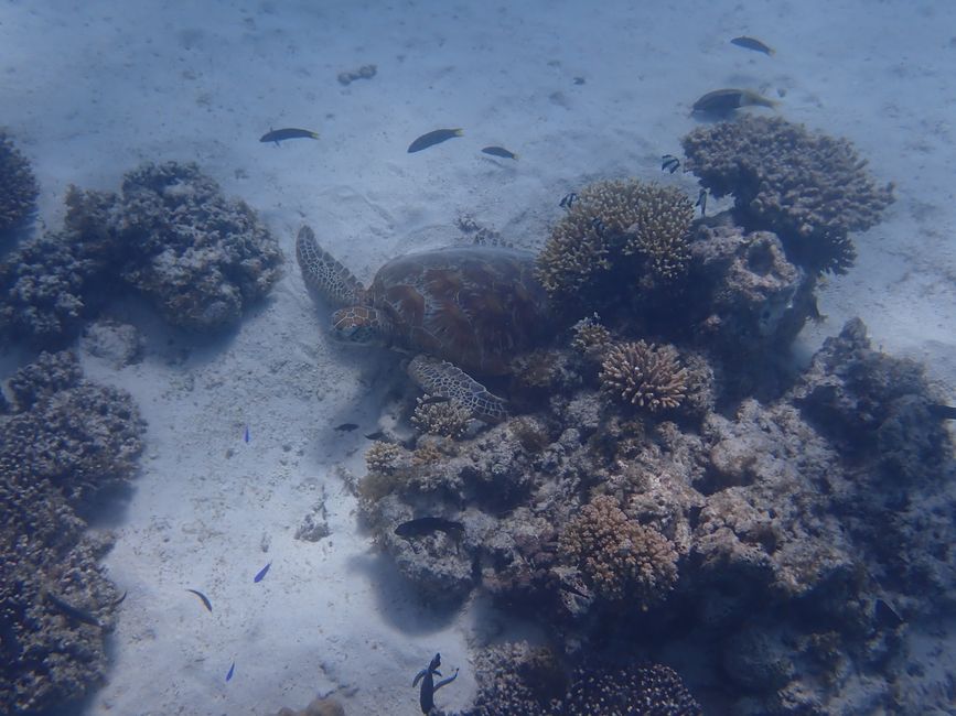 Snorkeling the Ningaloo Reef - Green Turtle / Snorkeling the Ningaloo Reef - Green turtle