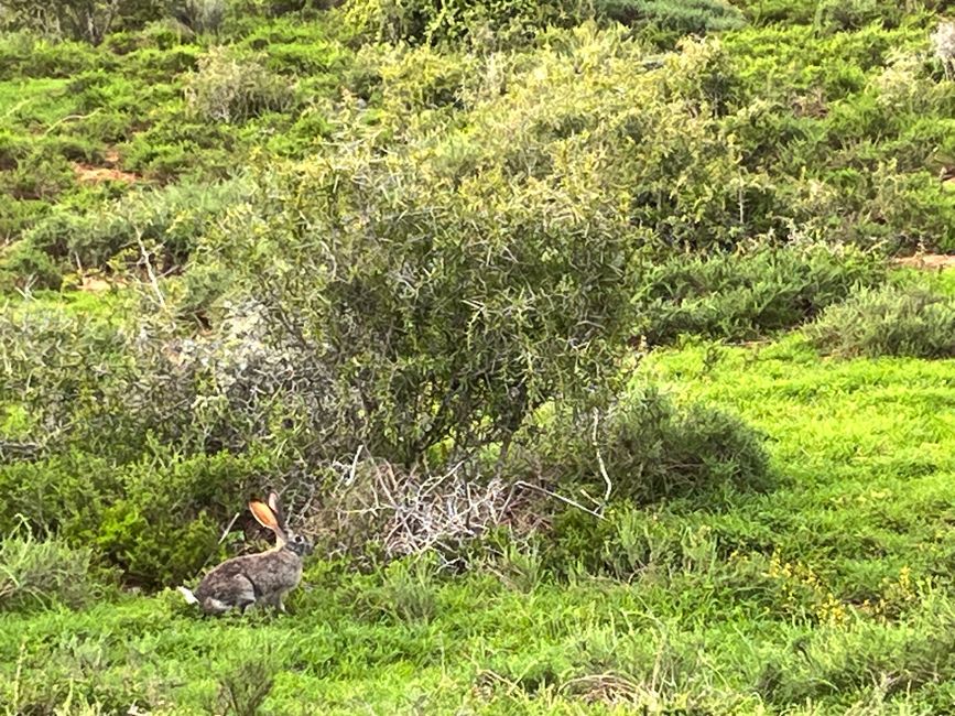 Addo Elephant Park