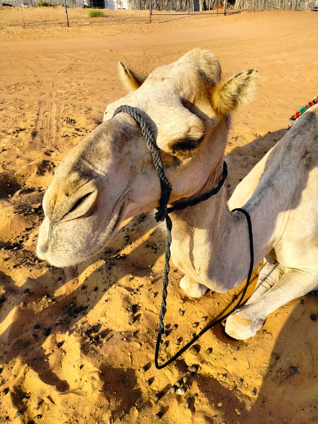 Dunas de Wahiba