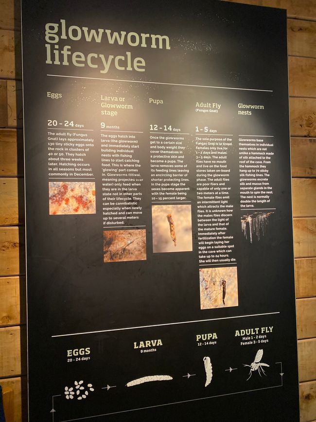 Among the glowing glowworms