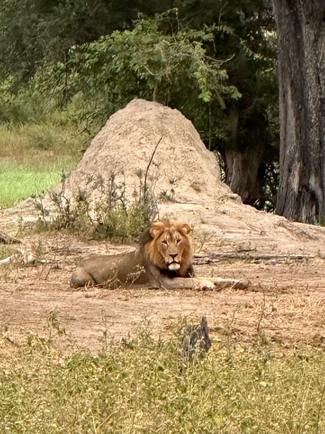 Safari dans le Buffalo Park